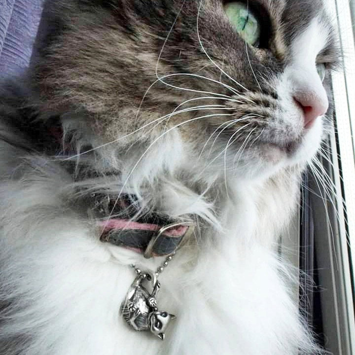 Lekande katt halsband